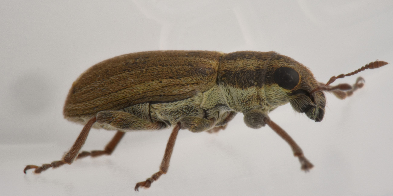 Curculionidae: Sitona lineatus? S !